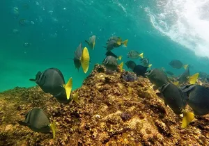 Snorkeling on a hidden beach (Hike)
