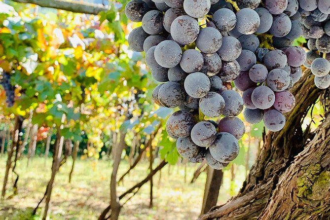 From Vineyard to Table: Wine,Pasta and Lunch in a Historic Cellar