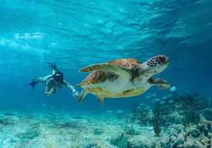 Tulum, Snorkeling with Sea Turtles, Cenote and Beachside Lunch