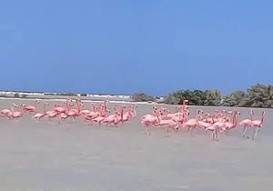 Private Tour: Pink Flamingos, Maya Temples and Ek Balam