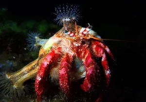 Beginners Diving Course with 2 Ocean Dives