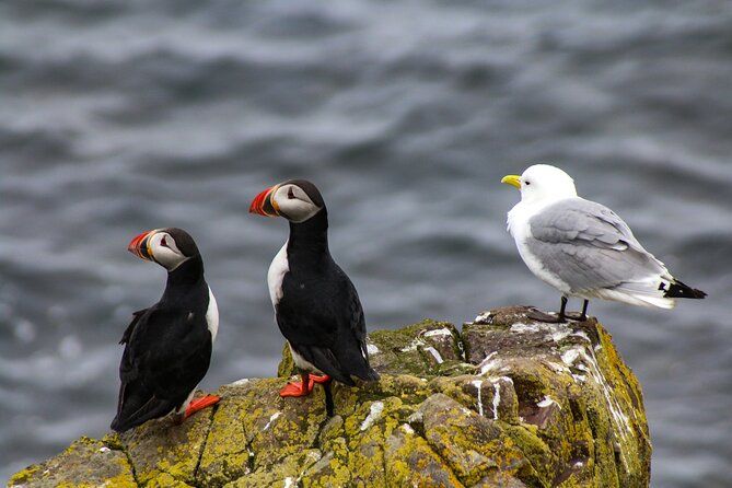 Howth Coastal Boat Tour (Ireland's Eye Ferries 50 mins trip)