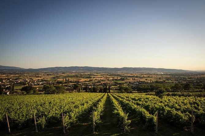 Organic Winery tour with Full Lunch from Assisi