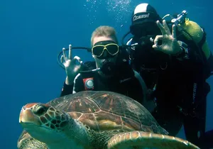 Try Scuba Diving in a turtle area (boat)