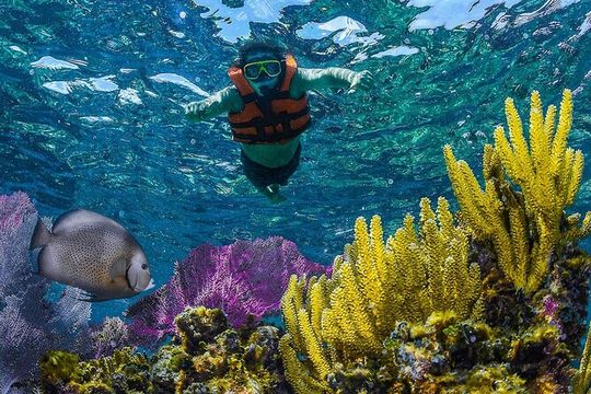 Half Day Guided Snorkeling Adventure Tour from Cancun