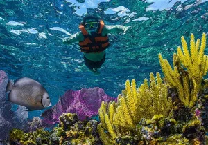 Half Day Guided Snorkeling Adventure in Puerto Morelos