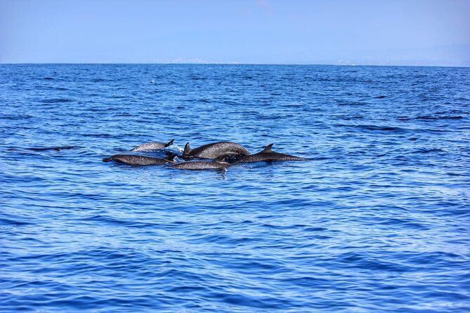 Boat Trip to See Marine Life in Puerto Escondido