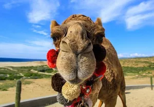 Cactus Combo Combine two of your favorite desert tours