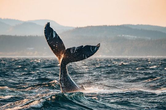 Vancouver Sunset Whale Watching Adventure with Free Photos