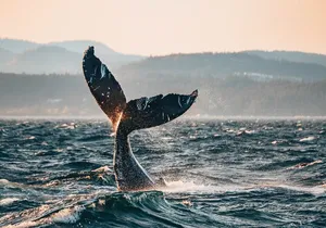 Vancouver Sunset Whale Watching Adventure with Free Photos