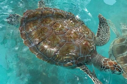Full Day Tour Snorkeling with Turtles in Akumal, Tulúm and Playa del Carmen