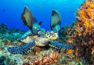 Cozumel Snorkeling Tour from Playa del Carmen