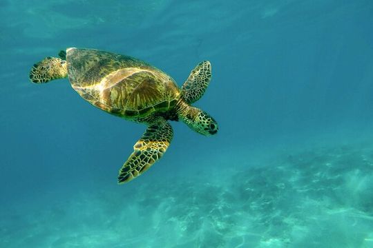 Private Turtle encounter + Cenote Adventure! Express Tour