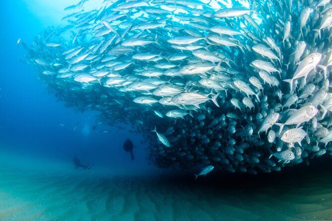 Cabo Pulmo 2 Tank Certified Dive with Lunch