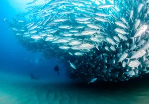 Cabo Pulmo 2 Tank Certified Dive with Lunch
