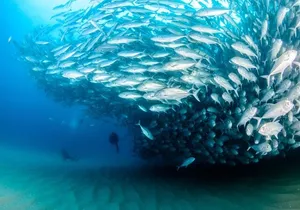 Cabo Pulmo 2 Tank Certified Dive with Lunch