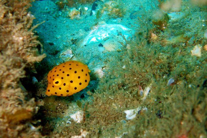 Wave Break Island Snorkel Tour on the Gold Coast
