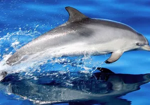 Whale & Dolphin Watching With Mustcat Virgin Coast Trip On a Large Catamaran