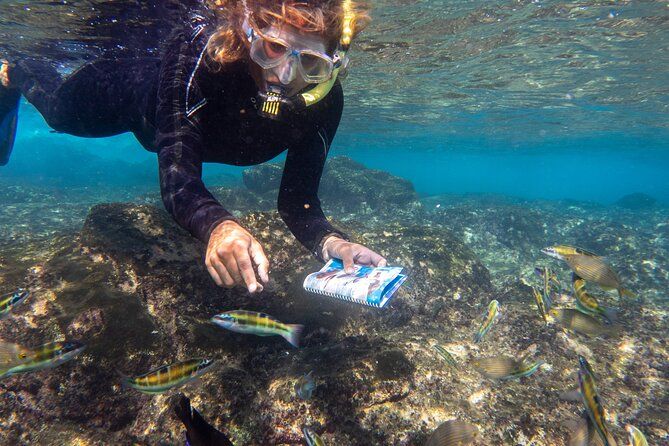 Guided Snorkel Experience