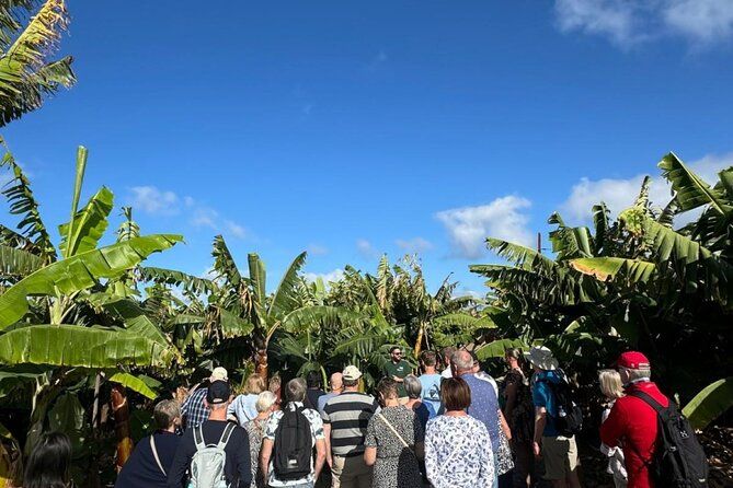 Banana Museum, Rum & Wine / Banana Museum, Rum & Olives: Premium