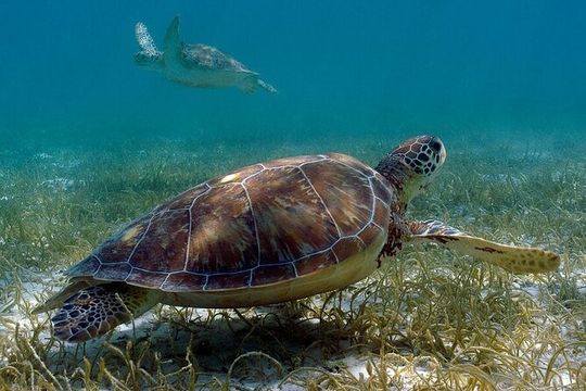 Private Akumal Adventure! Turtle Reef Encounter with Cenote Dive!