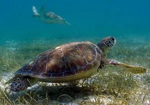 Private Akumal Adventure! Turtle Reef Encounter with Cenote Dive!