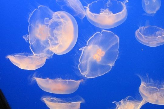 Private-VIP- Vancouver City Tour, SUV