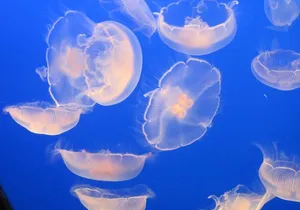 Private-VIP- Vancouver City Tour, SUV