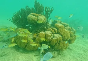Turtles Encounter Akumal! Small group from Playa del Carmen