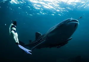 Whale Shark Snorkel Experience in Cancun (Snack Lunch included)