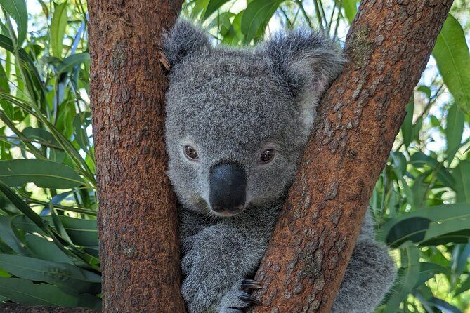 Koala & Kangaroos Experience, Waterfalls and Scenic Train Journey