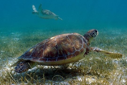 Private Turtle encounter + Cenote Adventure! Express Tour