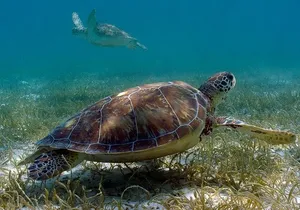 Private Turtle encounter + Cenote Adventure! Express Tour