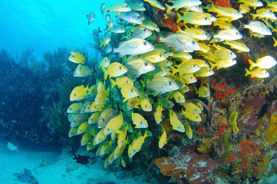 ATV Single with Yalku Cove Swim from Playa Del Carmen and Tulum