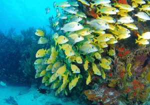 ATV Single with Yalku Cove Swim from Playa Del Carmen and Tulum