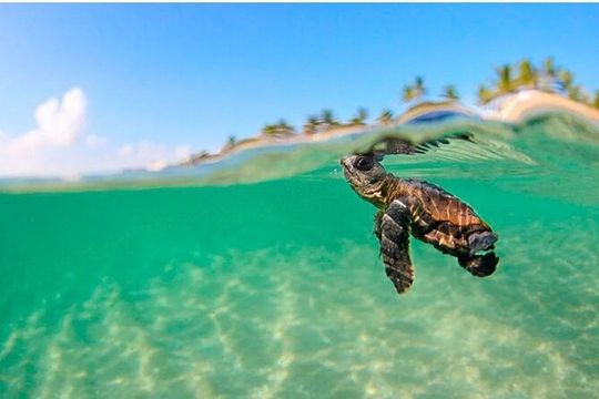 Los Cabos Turtle Release Eco-Experience