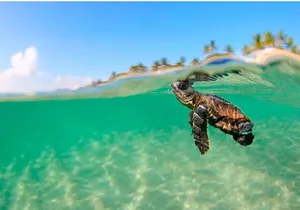 Los Cabos Turtle Release Eco-Experience