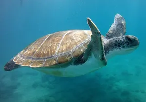 Snorkelling safari in a turtle area