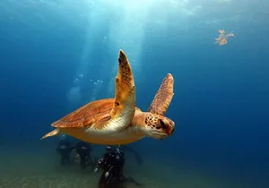 Discover beginner diving in Tenerife