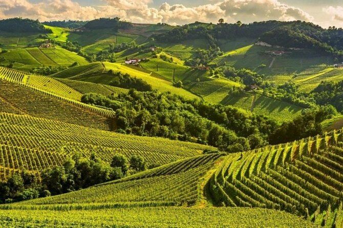 One Day Private Tour of Alba City of Wine and Truffles
