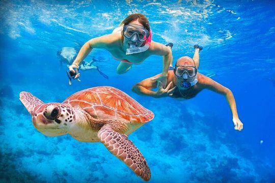 Tulum Turtle Encounter - The Best Private Turtles Snorkel Tour