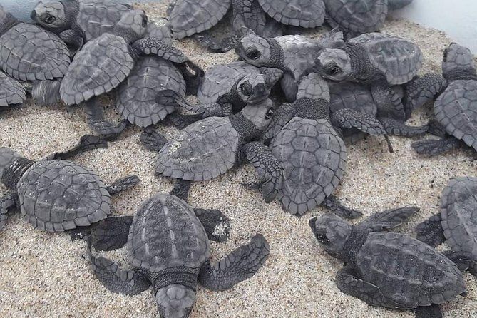 Baby Turtle Release