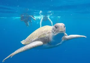 Kayak Route along the Volcanic Coast in Tenerife South with Snorkeling