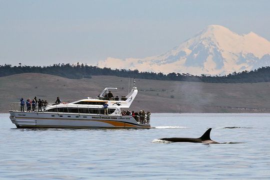 Victoria Whale and Wildlife Cruise
