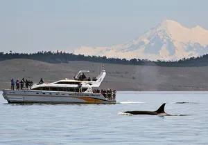Victoria Whale and Wildlife Cruise