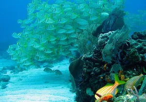 Puerto Morelos Reef Snorkeling Tour with Lunch