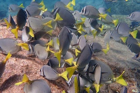 2 Tank Combo Cabo Reserve & Corridor, certified divers with MANTA