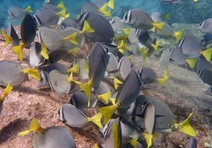 2 Tank Combo Cabo Reserve & Corridor, certified divers with MANTA