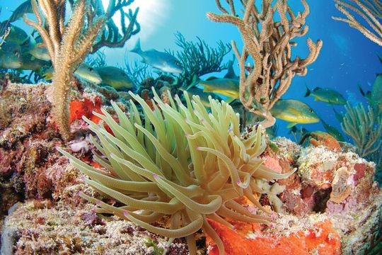 ATV Single with Yalku Cove Swim from Playa Del Carmen and Tulum