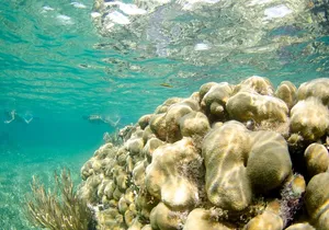 Guided Tour of Puerto Morelos Reefs with Snorkeling Experience